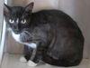 adoptable Cat in Orange, CA named MAEVE