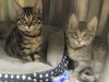 adoptable Cat in Orange, CA named MAE