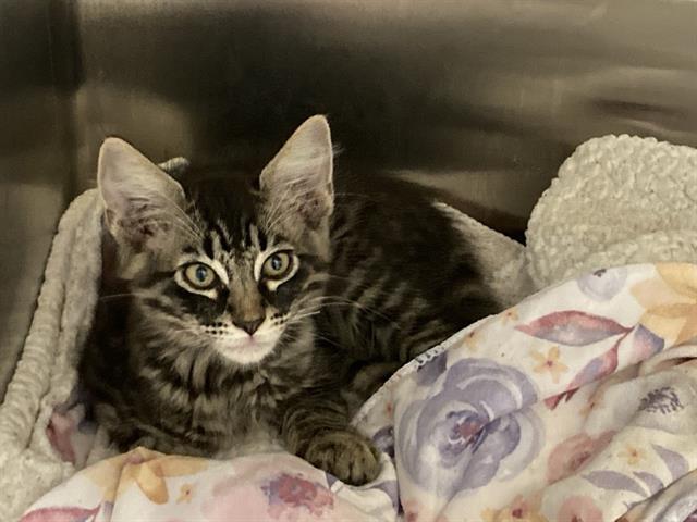 adoptable Cat in Orange, CA named LEO
