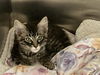 adoptable Cat in  named LEO
