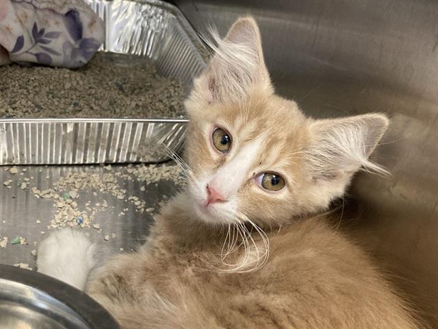 adoptable Cat in Orange, CA named OLIVER