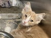 adoptable Cat in  named OLIVER