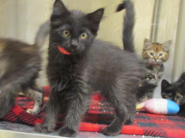 adoptable Cat in Orange, CA named RAVEN