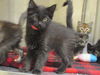 adoptable Cat in  named RAVEN