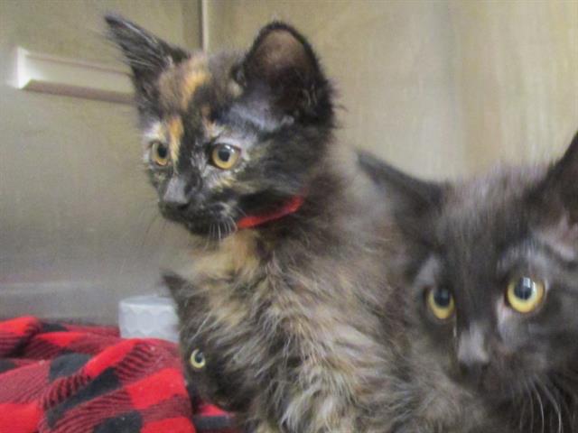 adoptable Cat in Orange, CA named ROSIE