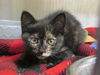 adoptable Cat in orange, CA named ROXY