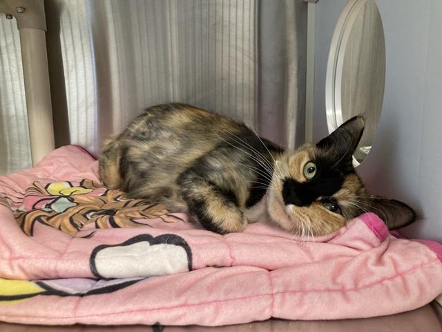 adoptable Cat in Orange, CA named MUFFIN
