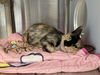 adoptable Cat in Orange, CA named MUFFIN