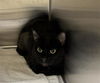 adoptable Cat in Orange, CA named REANNAN