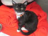 adoptable Cat in Orange, CA named KOLA