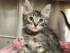 adoptable Cat in orange, CA named CALLIE
