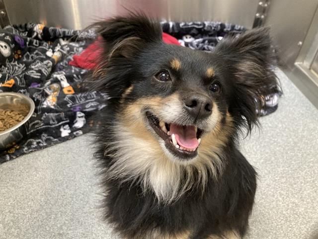 adoptable Dog in Orange, CA named SIERRA