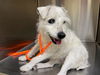 adoptable Dog in Orange, CA named TILLY