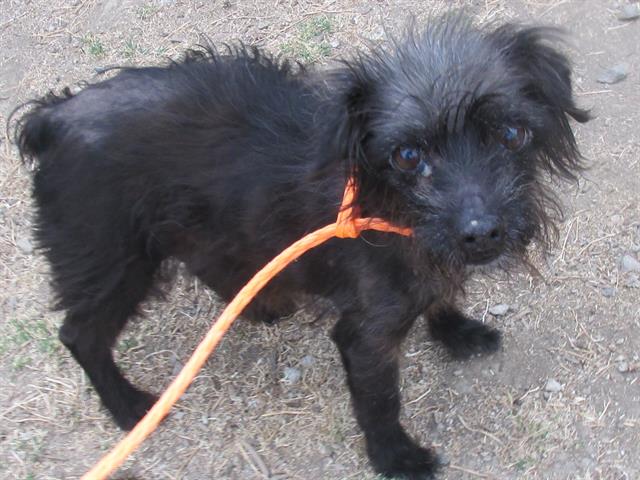 adoptable Dog in Orange, CA named GINA