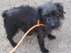 adoptable Dog in Orange, CA named GINA