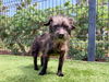 adoptable Dog in  named GINA