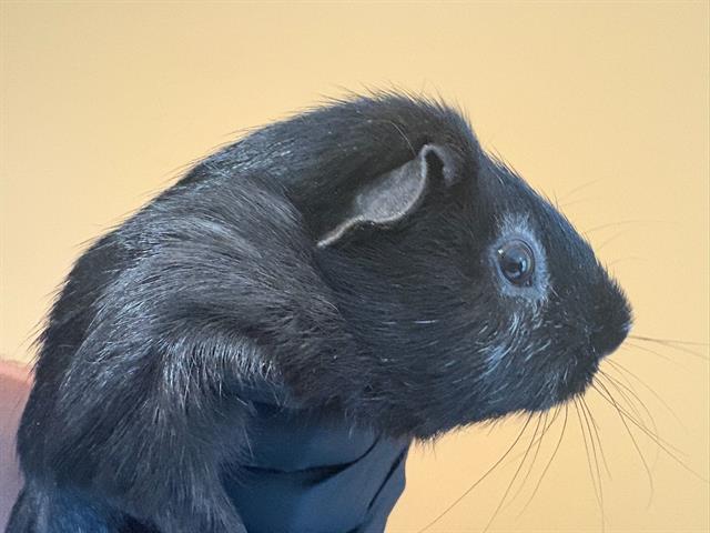 adoptable Guinea Pig in Orange, CA named PEPPY