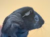 adoptable Guinea Pig in Orange, CA named PEPPY