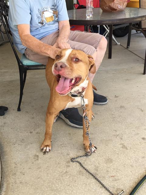 adoptable Dog in Orange, CA named RUVI