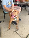 adoptable Dog in orange, CA named RUVI