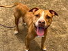 adoptable Dog in  named RUVI