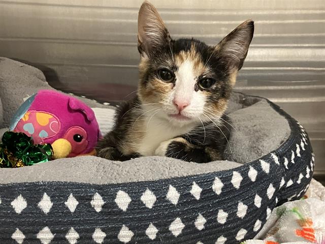 adoptable Cat in Orange, CA named BOBA