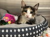 adoptable Cat in orange, CA named BOBA