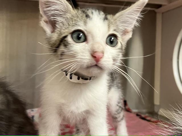 adoptable Cat in Orange, CA named STEWART