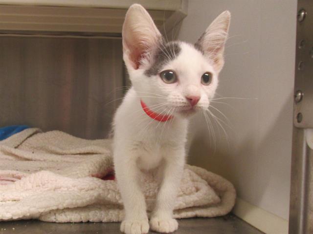 adoptable Cat in Orange, CA named BIRDIE