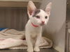 adoptable Cat in orange, CA named BIRDIE
