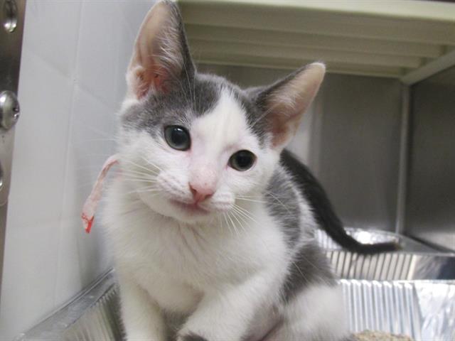 adoptable Cat in Orange, CA named ALEXIS