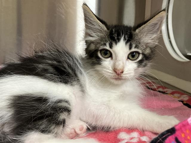 adoptable Cat in Orange, CA named GORDY