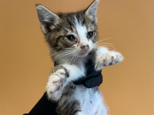 adoptable Cat in Orange, CA named TARO