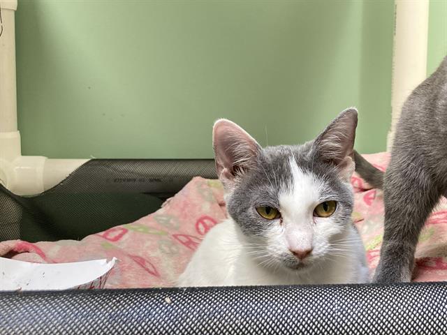 adoptable Cat in Orange, CA named JULIANNE