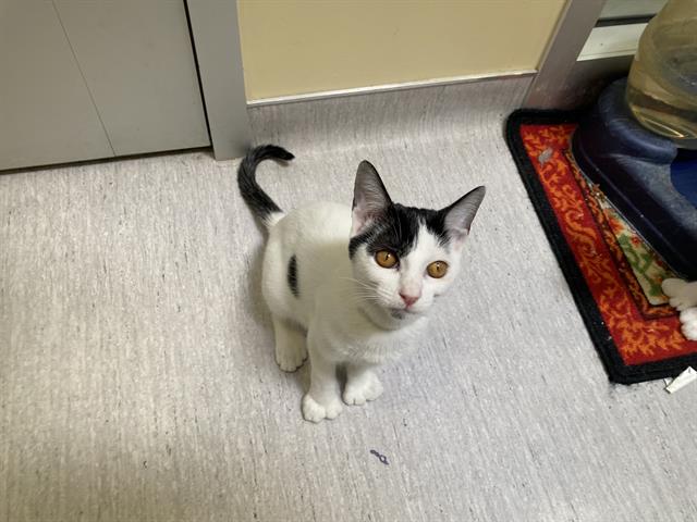 adoptable Cat in Orange, CA named WENDY JO
