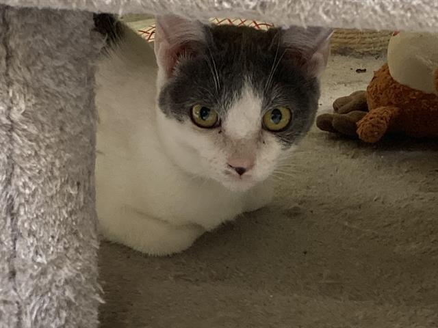 adoptable Cat in Orange, CA named ETHEL