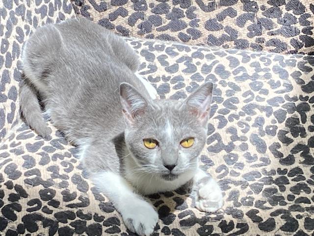 adoptable Cat in Orange, CA named FRANCES LEE