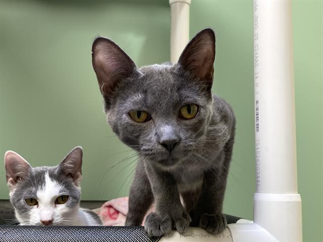 adoptable Cat in Orange, CA named PENNY