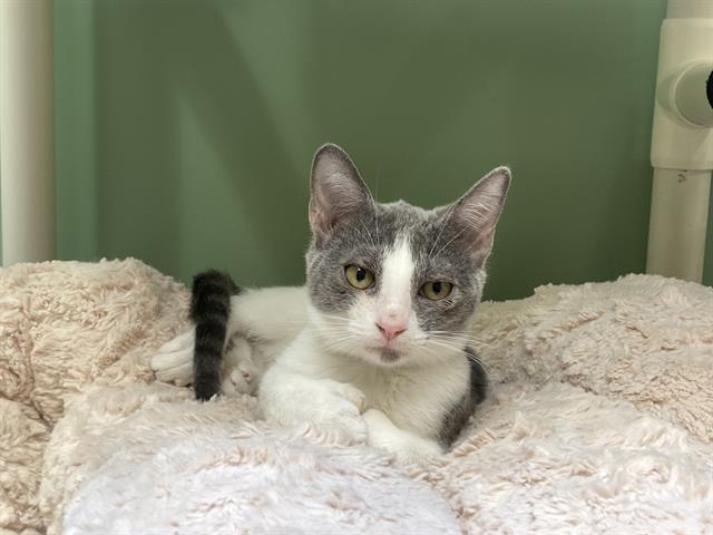 adoptable Cat in Orange, CA named KATEY