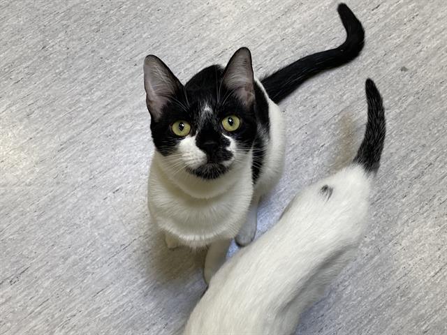 adoptable Cat in Orange, CA named MARJORIE