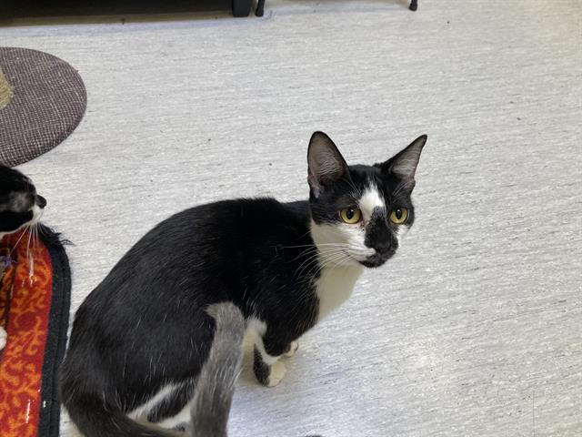 adoptable Cat in Orange, CA named RIPLEY