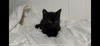 adoptable Cat in orange, CA named MEMOW