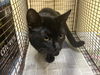 adoptable Cat in orange, CA named MOJO