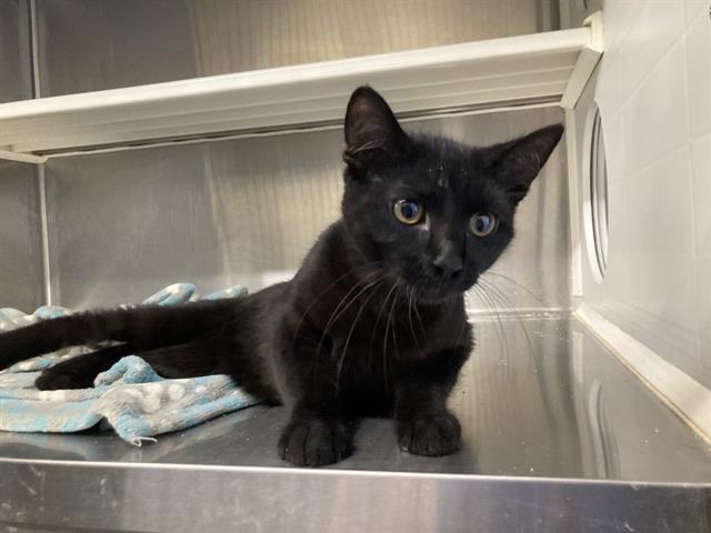 adoptable Cat in Orange, CA named MOJO