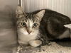 adoptable Cat in orange, CA named TINSEL