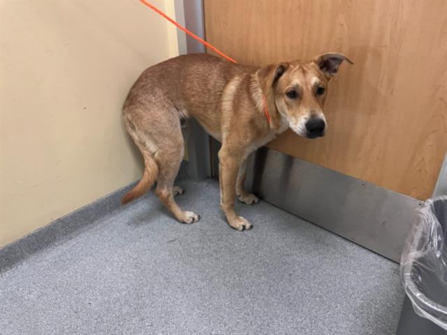 adoptable Dog in Orange, CA named TREVOR