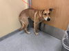 adoptable Dog in orange, CA named TREVOR