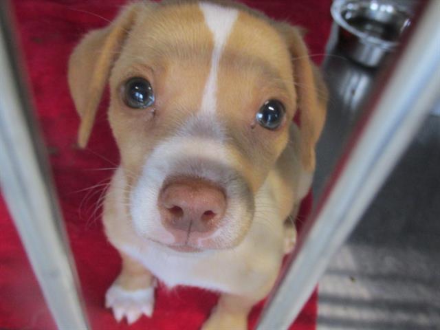 adoptable Dog in Orange, CA named TANK