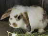 adoptable Rabbit in Orange, CA named DAISY