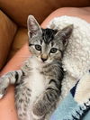 adoptable Cat in Orange, CA named MARLEY
